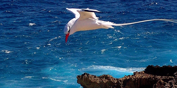 8/4/21 : L'Île de la Réunion un paradis pour les oiseaux