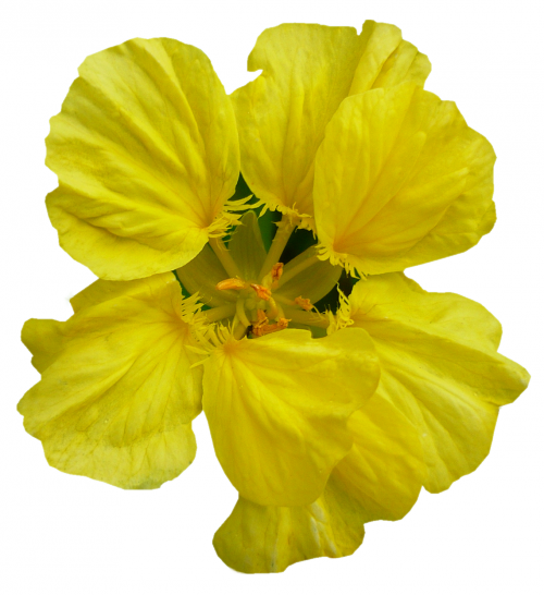 Tubes Fleurs - Divers