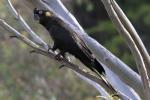 Oiseaux