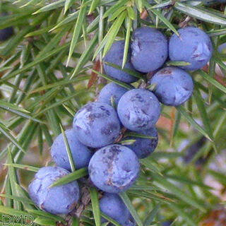 Juniperus communis - genévrier commun