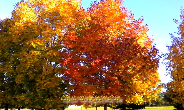chance de profiter à l'automne d'un micro-climat en raison de la proximité du Ciron et de la Garonne. ... est entourée par 10 des premiers crus classés de l'appellation sauternes