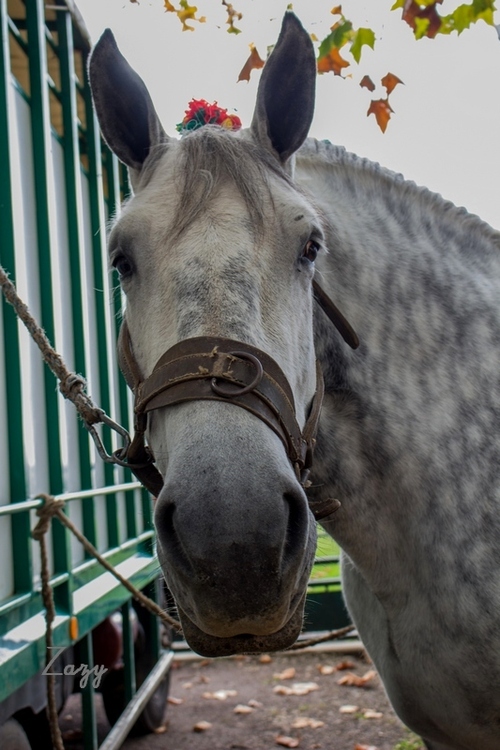 Chevaux