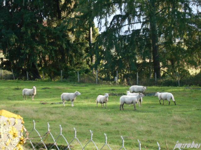 Il pleut, il pleut bergère, rentre tes blancs moutons