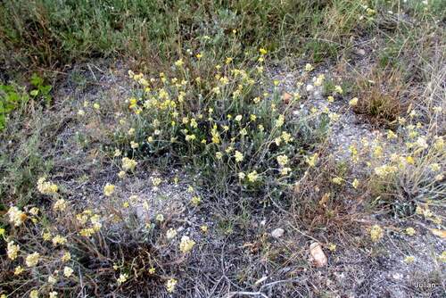 Encore des fleurs jaunes ...