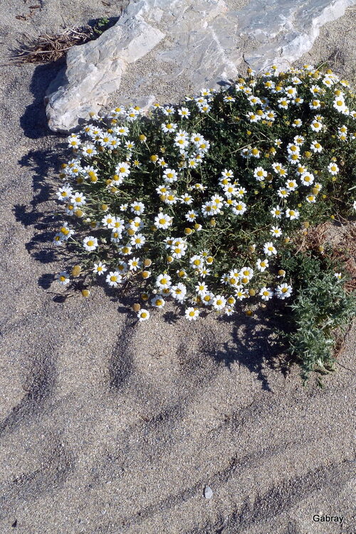 Des traces sur la plage & des fleurs !
