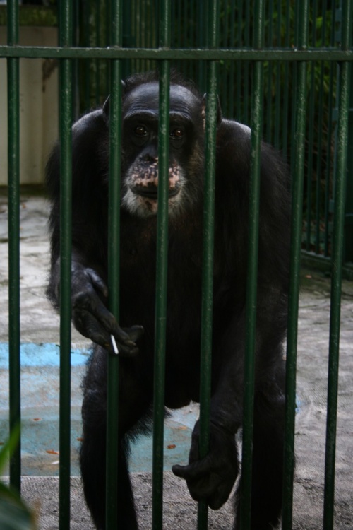Jojo, le chimpanzé de Nancy