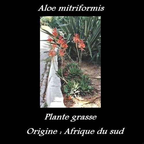 Aloe mitriformis 