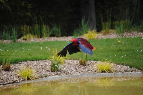 Rubis, le grand eclectus femelle.