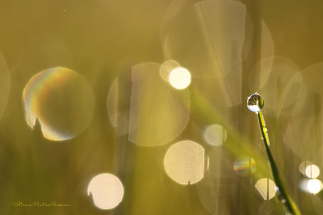 Perles de pluie