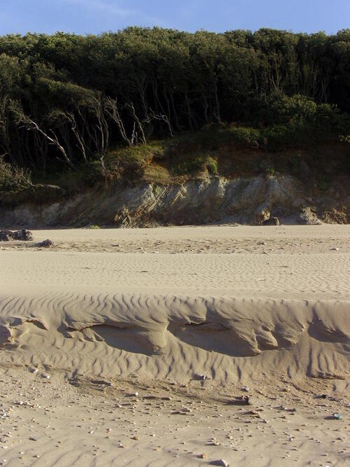 Végétation de bord de mer en Vendée