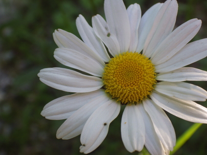 fleurs de montagne