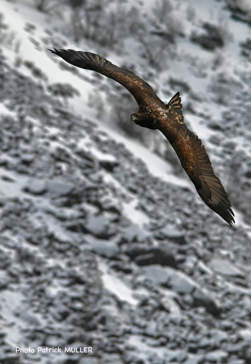 Aigles de mer 