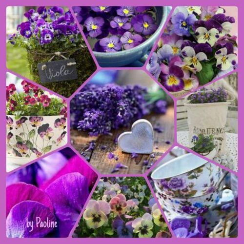 Collages violets