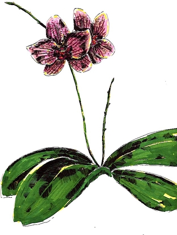 Phalaenopsis hybride 