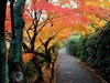 autumn_colors_kyoto_japan