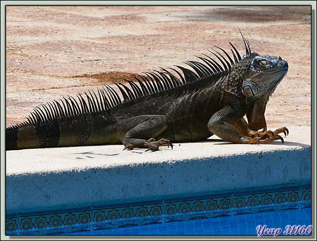 Blog de images-du-pays-des-ours : Images du Pays des Ours (et d'ailleurs ...), L'iguane qui voulait se baigner dans la piscine de l'hôtel - Tortuguero - Costa Rica