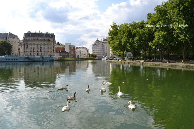 Une famille cygne s'installe au Parc de la Villette Paris 19ème