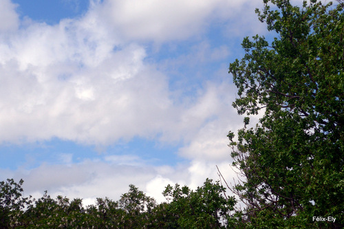 Le ciel au dessus des arbres