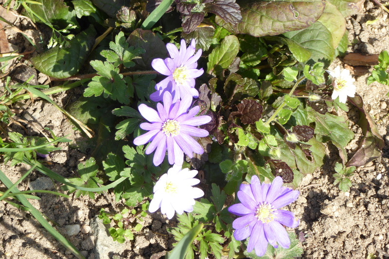 PEU  DE  FLEURS,  MAIS  DE  LA  COULEUR