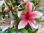 Identification par les fleurs !