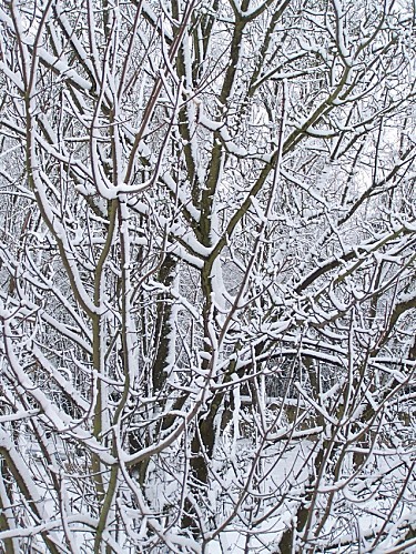 neige du 17 déc 2010 branches
