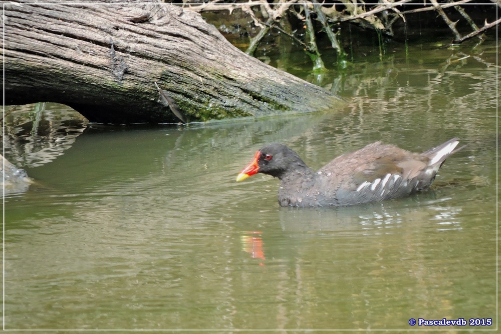 Réserve ornitho du Teich - fin Juilet 2015 - 9/9