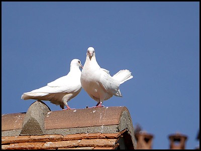 Amours de pigeons