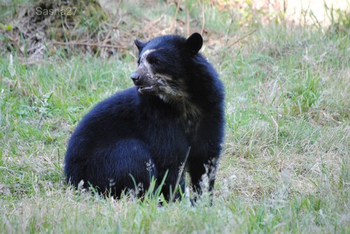 (9) L'ours à lunettes.