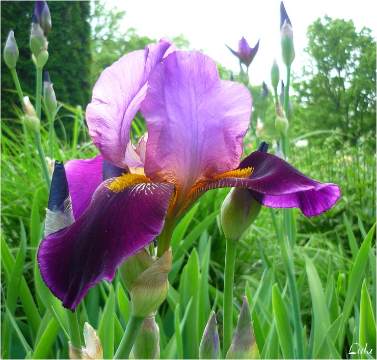 iris