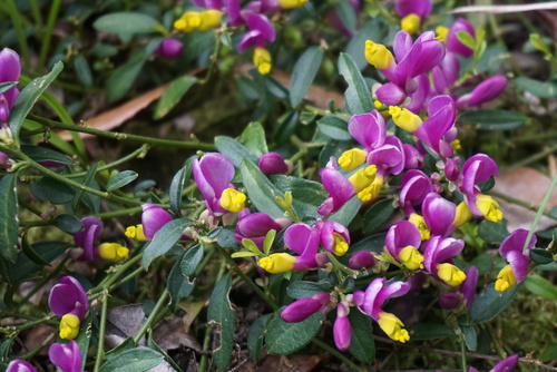 Polygala chamaebuxus grandiflora