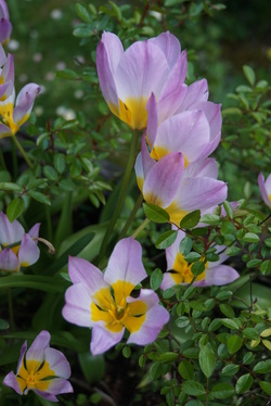 la culture des tulipes botaniques