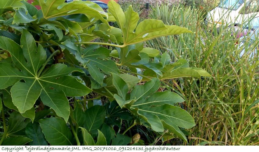 Palmier arbustif (Chamaerops humilis), le plus facile à cultiver,Fatsia japonica, Aralia japonica