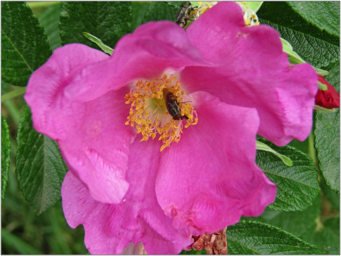 MOI  JE   RESTE  AU  JARDIN