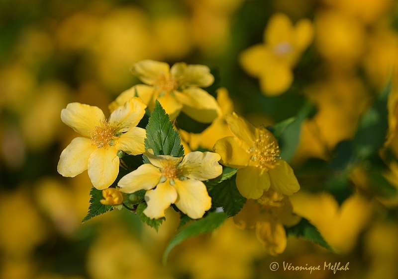 Parc floral de Paris : Corète du Japon, KERRIA japonica ‘GOLDEN GUINEA’