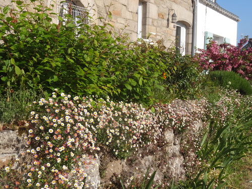 Des fleurettes printanières le long des murs et des chemins