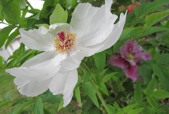 Clématite Piilu, à fleurs doubles roses à médiane carmin.