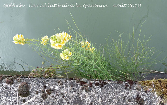 Linaria vulgaris - linaire commune