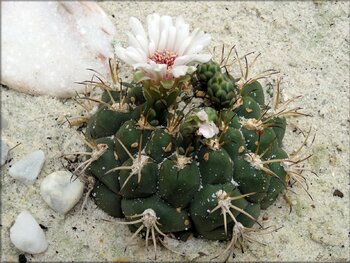 Photo de cactus (Parc floral de la Court d'Aron)