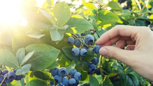 Superaliment myrtilles fruits et feuilles.jpg