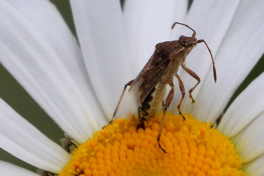 Insecte pondant sur une fleur de marguerite