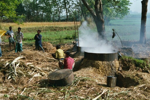 la fabrication du sucre de canne au Bengale