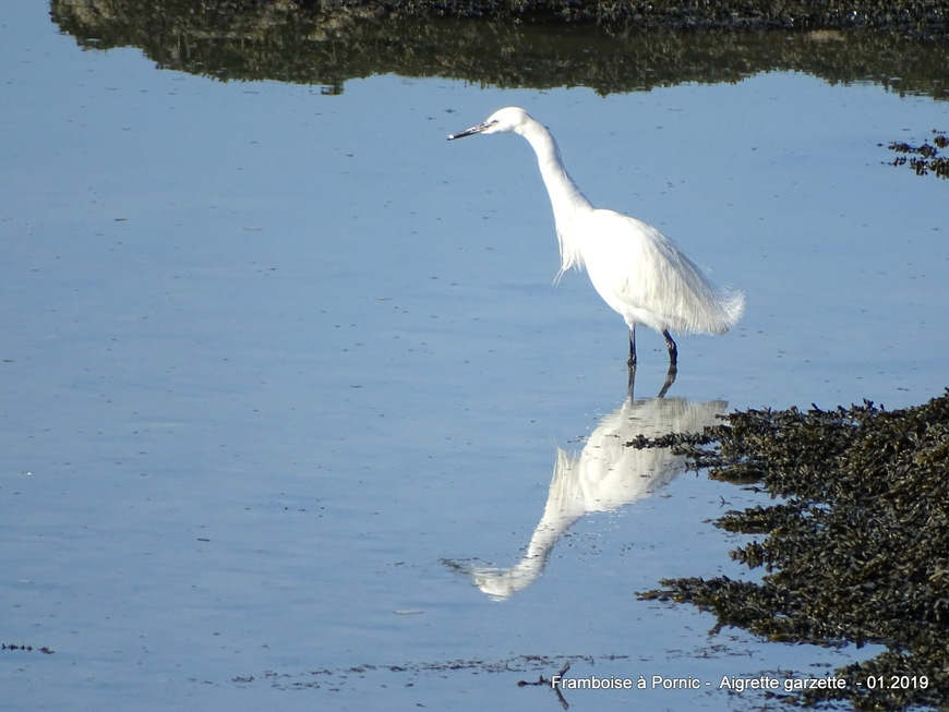 Aigrette garzette - 2019