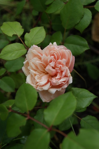 rosier Albertine de Pemberton