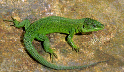 Le lézard vert