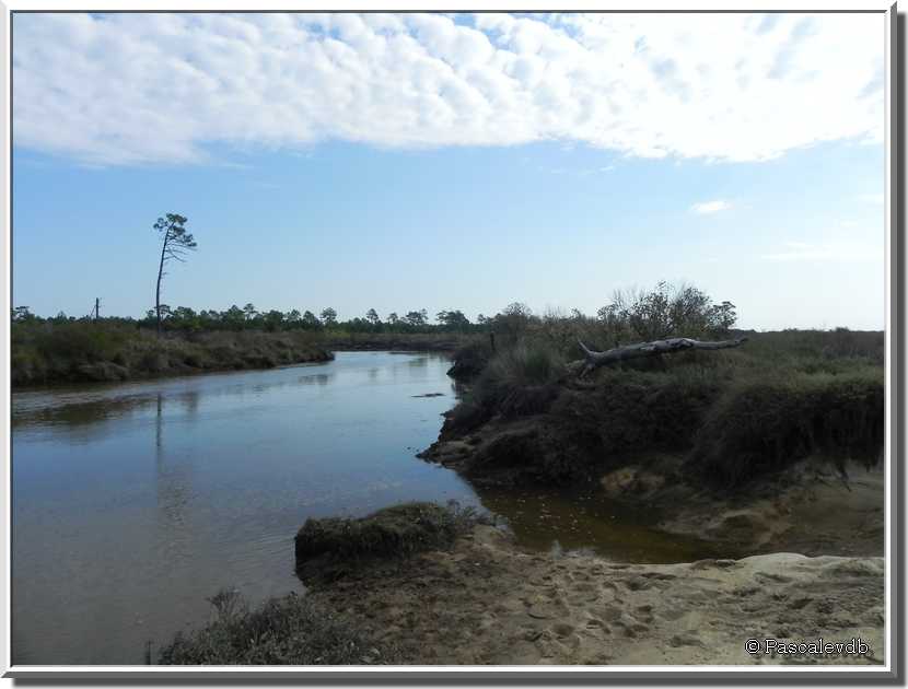 La réserve naturelle des prés salés d'Arès