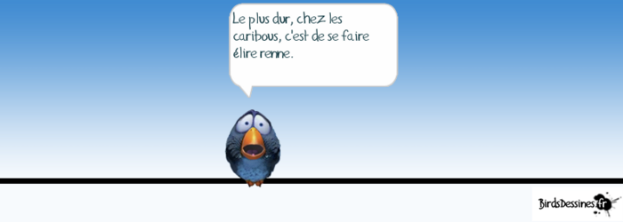 Les birds pour rigoler !.... 