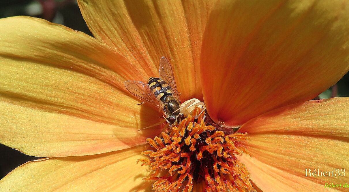 rencontres avec des insectes 