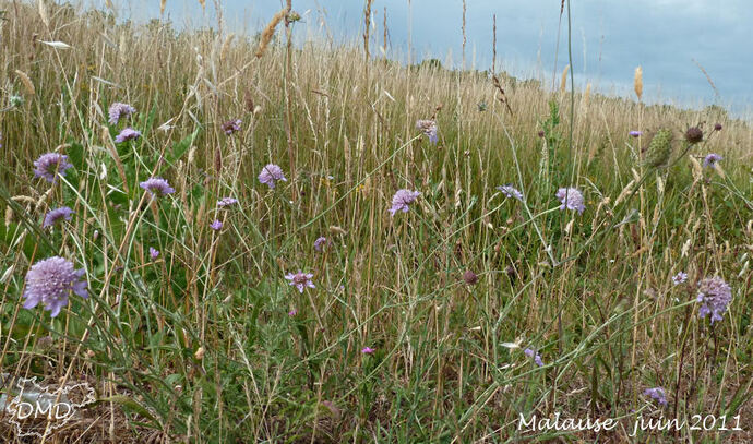 Scabiosa atropurpurea subsp. maritima - scabieuse maritime