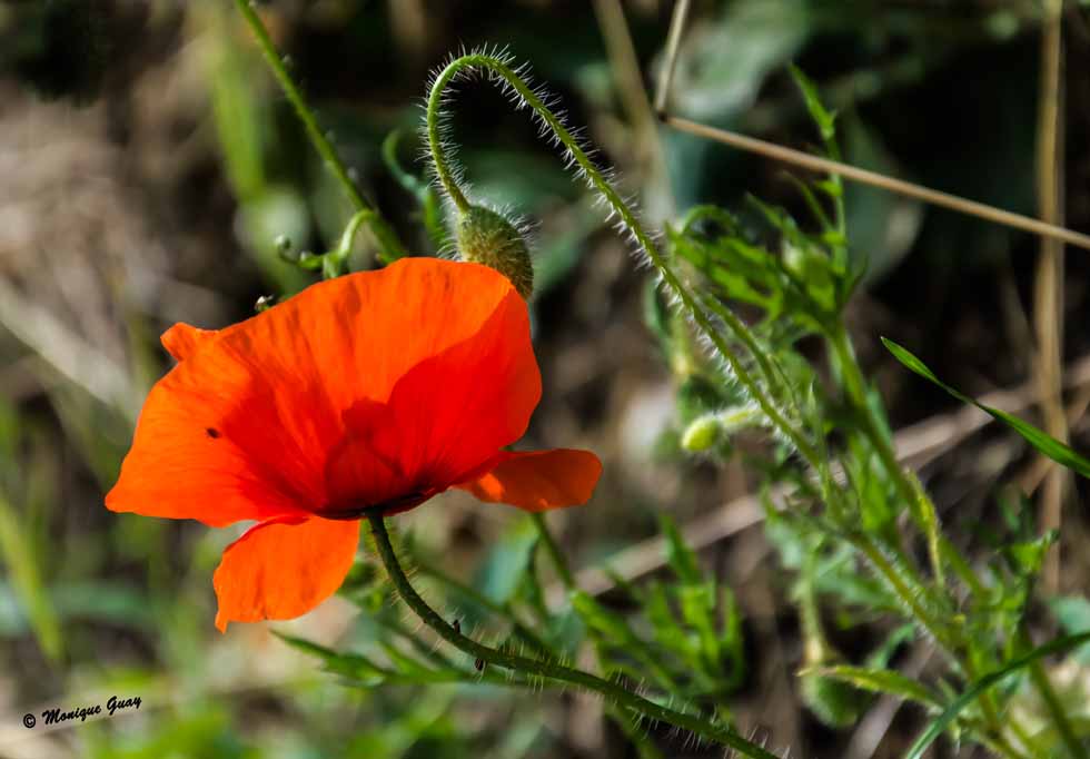 Rouge de la fête