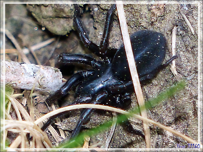 Araignée Pireneitega segestriformis, endémique des Pyrénées (1489 m d'altitude) - Couledoux - 31